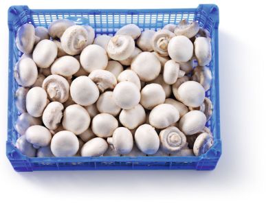 Champignons per kist